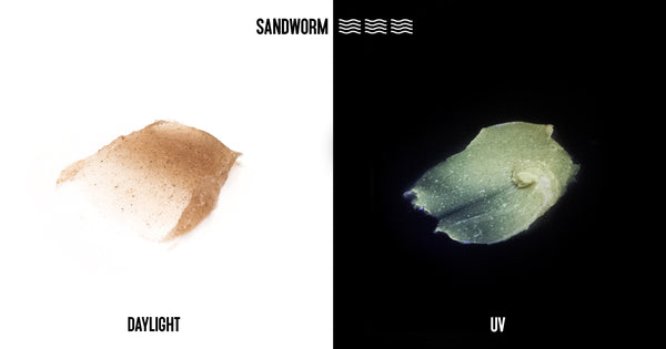 Sandworm Fishing Scent enhanced with UV